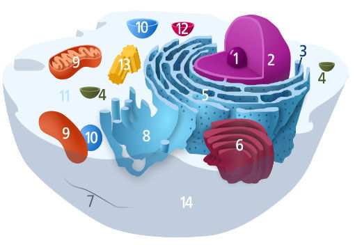 Wat Zijn Mitochondrien Praktijk Barbara Kremers