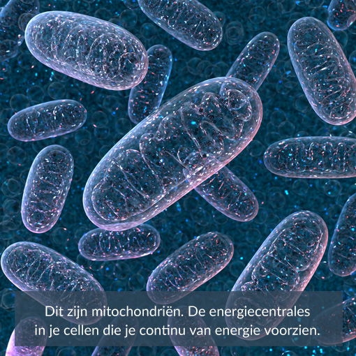 mitochondrien-de-energiecentrales-van-je-cellen mitochondrien - de energiecentrales van je cellen
