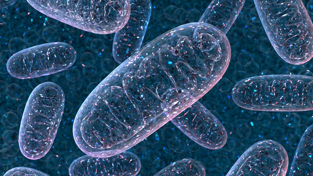 De machinerie van je mitochondriën: Van voeding naar energie
