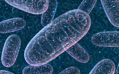 De machinerie van je mitochondriën: Van voeding naar energie