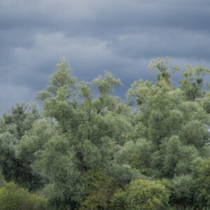 The Wind
