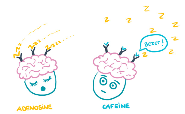 Cafeine blokkeert adenosine