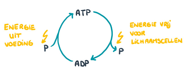 ATP-ADP-recycling