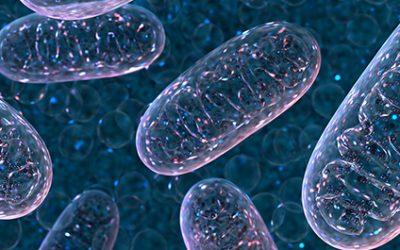 Mitochondriën – Wat zijn dat en wat doen ze voor ons?