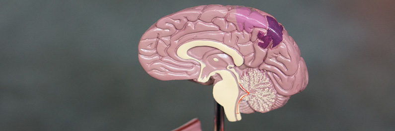 Model van de menselijke hersenen