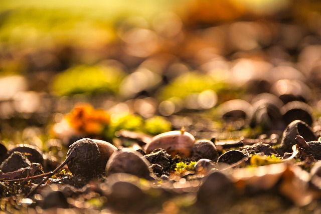 eikeltjes in het bos acorns Steven Marko Ha