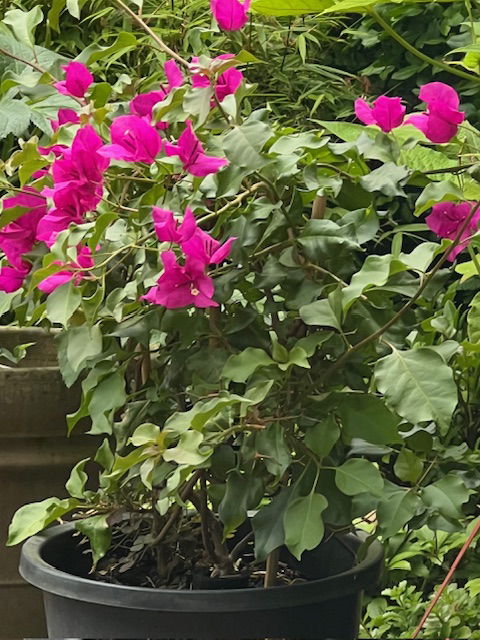 Bougainville diep paars roze bloemen