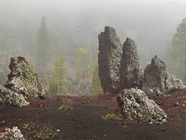 Wandelen in het mistige bos tussen groen en rotsen