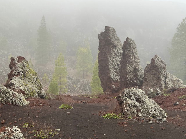 Wandelen bos mistig rotsen