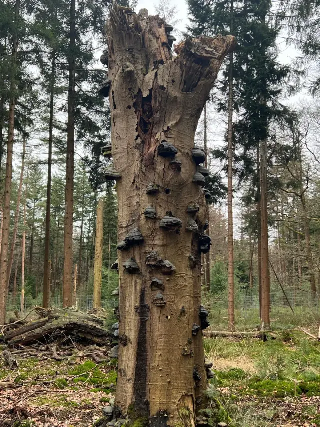Ouder wordende boom in het bos