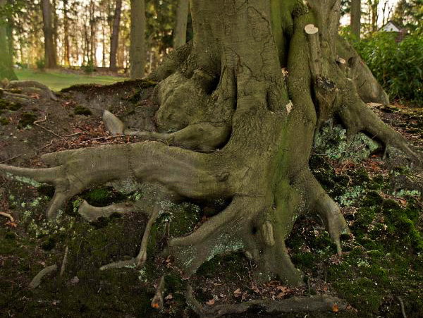 Wortels Reading & Coaching