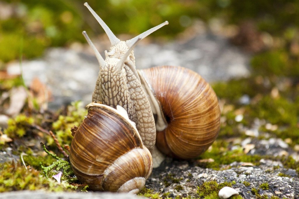 snail-meeting-elkaar in vrijheid ontmoeten Reading-Coaching