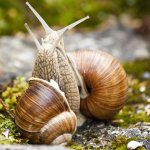snail-meeting-elkaar in vrijheid ontmoeten Reading-Coaching