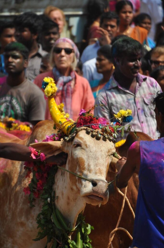 Shakti Bloemenmala Tonny Bol kleurrijke bloemenkransen Kop hoorns Hals Koe India mensenmenigte