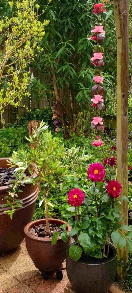 Shakti Bloemenmala Tonny Bol bloemenslinger hangend groene tuin olijfboompjes Dahlia's rose Open Tuinweekend Berg en Dal