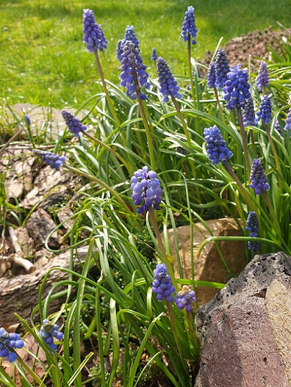 Shakti Bloemenmala Tonny Bol blauwe druifjes verse bloemen eigen tuin natuurlijke bloementuin bestelling Nijmegen