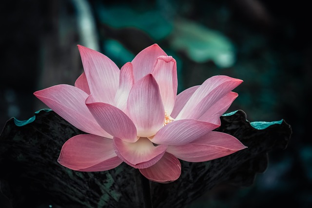 Shakti Bloemenmala, Tonny Bol, Grote open drijvende lotusbloem voor Lotus Intensive