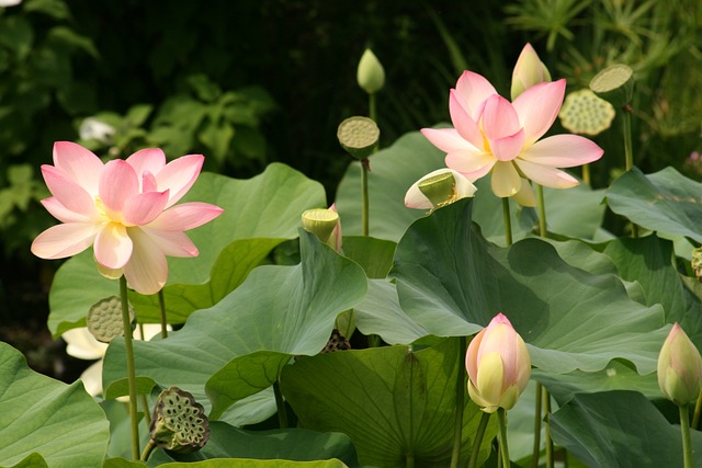 Shakti Bloemenmala, Tonny Bol, lotusbloemen bij elkaar