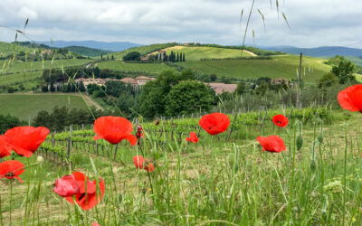 Wijnproeven in Toscane: van Chianti tot de agriturismo-ervaring